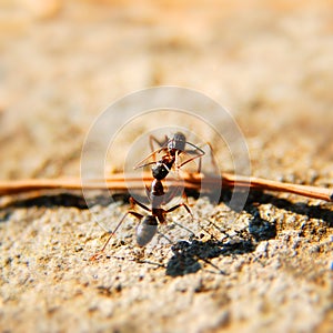 Ants fighting