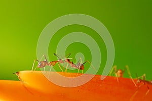 Ants Fighting