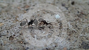 Ants fighting on cement