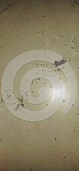 Ants fighting for food