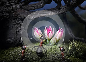 Ants find secret flower