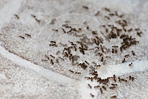 Ants on the floor inside house. Beetles eat on the floor in the apartment