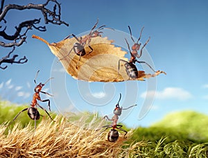 Ants flying on leaf, ant tales