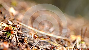 Ants, forest litter, coniferous forest. Old forest by the sea