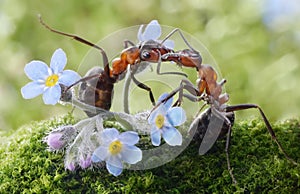 Mravce bozkávanie v kvety (skutočne kŕmenie) 