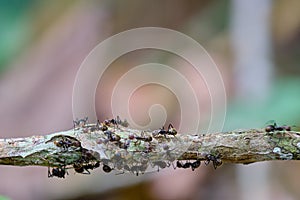 Ants Formicidae