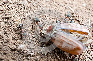 Ants eating a beetle