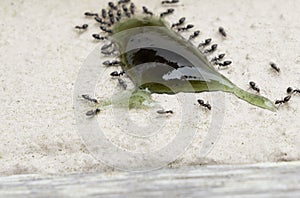 Ants gather around attractant of poison