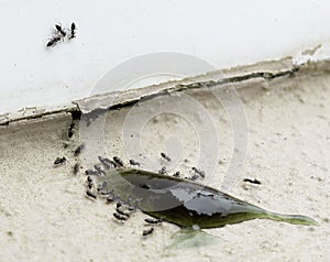 Ants gather around attractant of poison