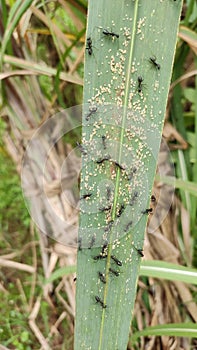 Aphids colonizing sugarcane leaf