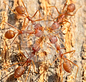 The ants grabing food