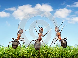 Ants on grass