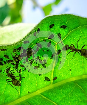 Ants graze a colony of on the inside of the leaf