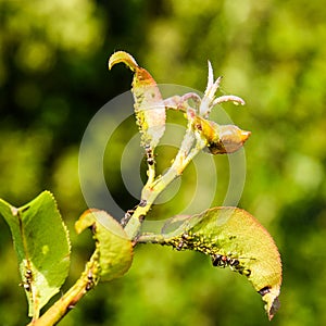 Ants graze a colony of aphids on young pear shoots. Pests of pla