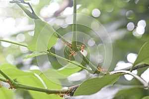 Ants on green natural background