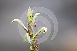 Ants on a green stem of grass. There are aphids on the grass