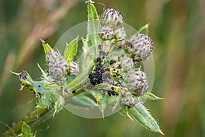 Ants guard herding and milking aphids on a plant in nature, Germany