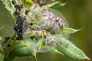 Ants guard herding and milking aphids on a plant in nature, Germany