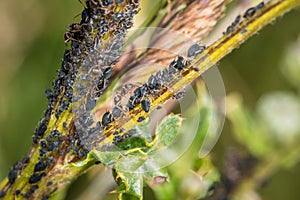 Ants guard herding and milking aphids on a plant in nature, Germany