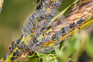 Ants guard herding and milking aphids on a plant in nature, Germany