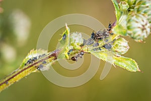 Ants guard herding and milking aphids on a plant in nature, Germany