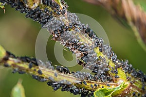 Ants guard herding and milking aphids on a plant in nature, Germany