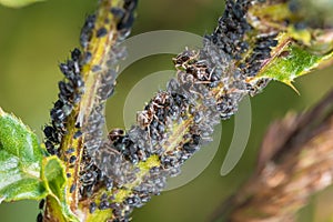 Ants guard herding and milking aphids on a plant in nature, Germany