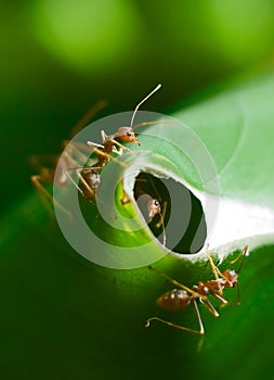 Hormigas vigilando nido 