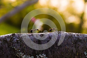 ants are hardworking little animals