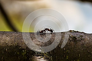 ants are hardworking little animals