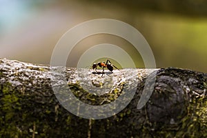 ants are hardworking little animals