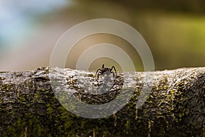 ants are hardworking little animals