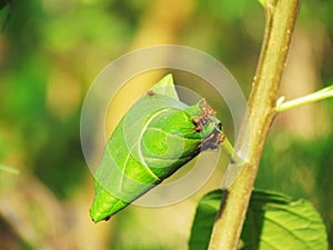 Ants help build a new nest of fresh leaves.