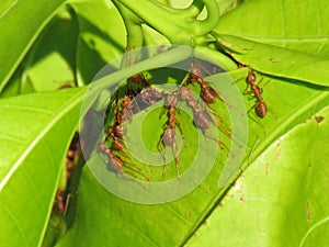 Ants help build their new nest on leaves of the mango tree.