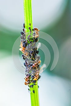 Ants herd aphids colony