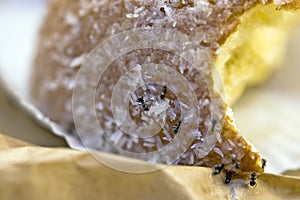 Ants at home eating a donut