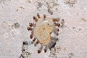 Ants on honey