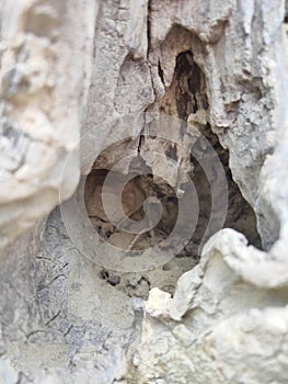 The ants house in a tree with some soil