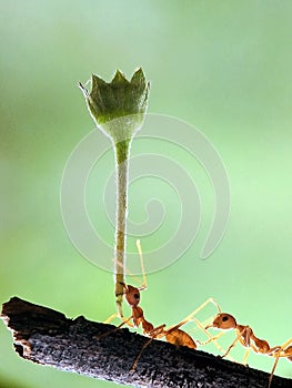 Hardworking ant team work