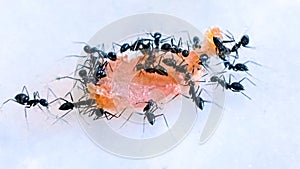Ants insect eating their food an eusocial insects of the family Formicidae Camponotus compressus stock photo