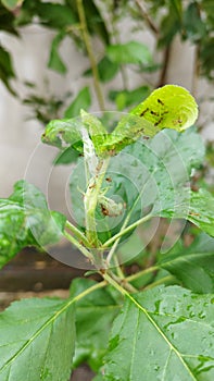 Ants invade the tops of apple trees to make nests in front gardens in Thailand