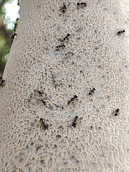 Ants in the Kigelia Fruit