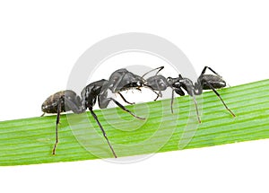 Ants kiss