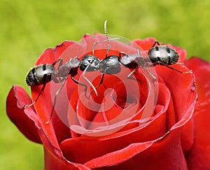 Ants kiss on rose