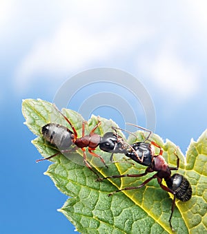 ants kissing on leaf under blue sky