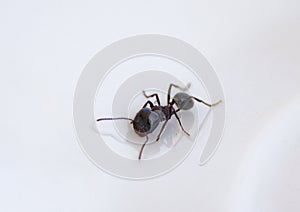 Ants at the kitchen. Black ant on a white background