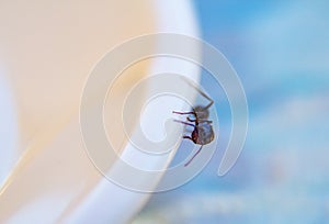 Ants at the kitchen. Black ant on a white background