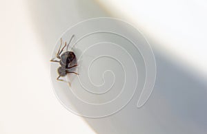 Ants at the kitchen. Black ant on a white background