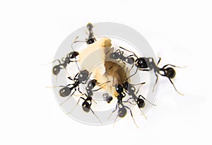 Ants at the kitchen. Black ants on a white background