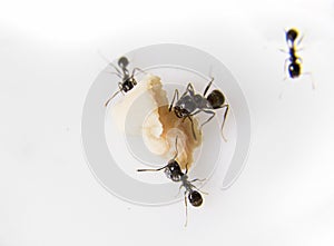 Ants at the kitchen. Black ants on a white background